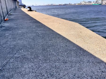 サバが沸いていた