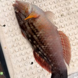 カワハギ/カワハギ仕掛け