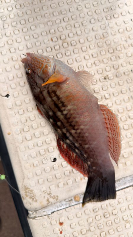 カワハギ/カワハギ仕掛け