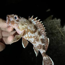 今シーズンは良いサイズ