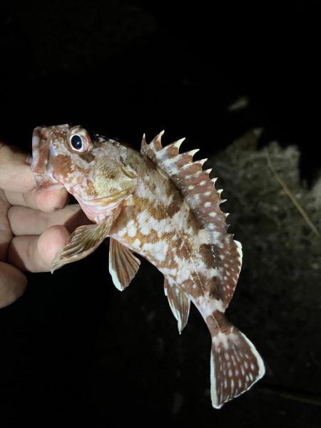 今シーズンは良いサイズ