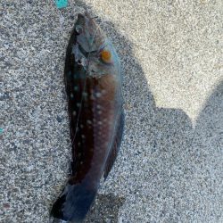 シロギスタ:カワハギスタ