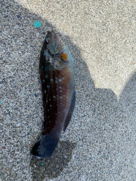 シロギスタ:カワハギスタ