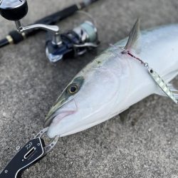 メジロがデタ！