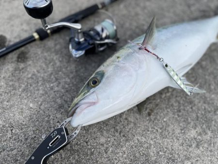 メジロがデタ！