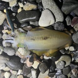 アオリイカ釣行