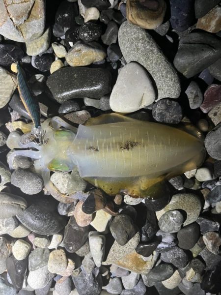 アオリイカ釣行