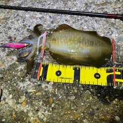 秋🦑　中々サイズが出ない😅