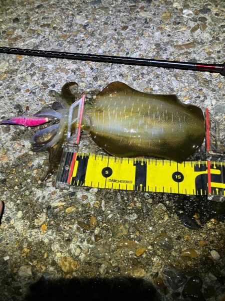 秋🦑　中々サイズが出ない😅