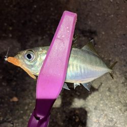 潮とひらめっこの悶絶アジング