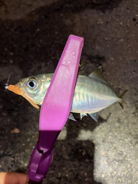 潮とひらめっこの悶絶アジング