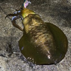 最強のただ巻きエギングとエギ王K最強カラーで連チャンモード