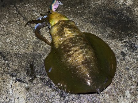 最強のただ巻きエギングとエギ王K最強カラーで連チャンモード