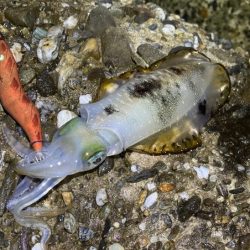 本場淡路島のただ巻きエギングに初緒戦！