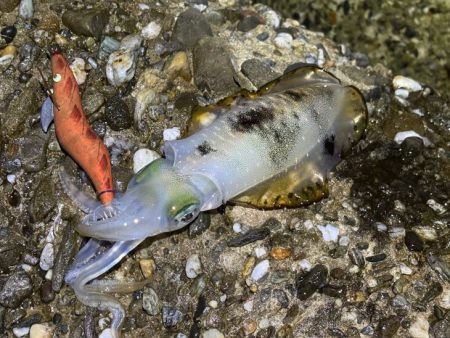 本場淡路島のただ巻きエギングに初緒戦！