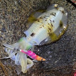 日本海ナイトエギング｜うねり攻略はただ巻きが最強です！