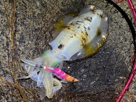 日本海ナイトエギング｜うねり攻略はただ巻きが最強です！