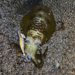 更にデカくなったアオリイカ｜ナイトエギングで好調！