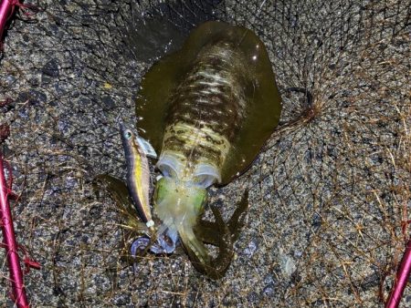 更にデカくなったアオリイカ｜ナイトエギングで好調！