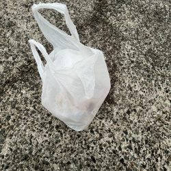 清掃活動：まだギリギリアジと遊ぶ