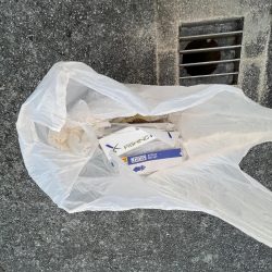 清掃活動：アイゴの季節