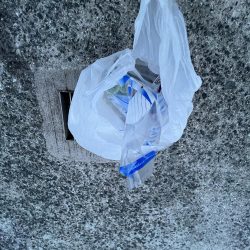 清掃活動：アジ時々ウリボウ