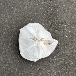 清掃活動：アジやセイゴが釣れてます