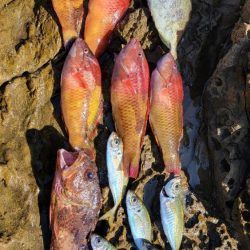 地磯で夜のカゴ五目釣り