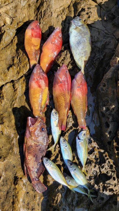 地磯で夜のカゴ五目釣り