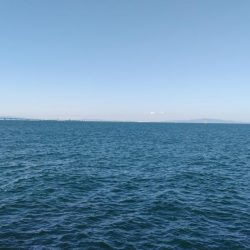 まだまだ居てますアオリイカ