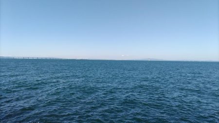 まだまだ居てますアオリイカ