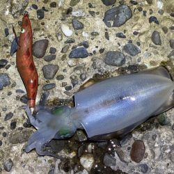 本場淡路島のただ巻きエギングに初緒戦！