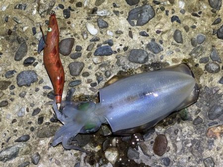 本場淡路島のただ巻きエギングに初緒戦！