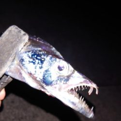 電気ウキ釣り 15