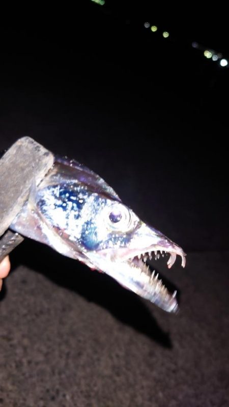 電気ウキ釣り 15