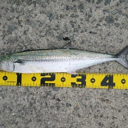 サゴシ群れてました