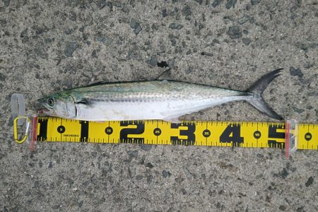 サゴシ群れてました