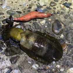 本場淡路島のただ巻きエギングに初緒戦！