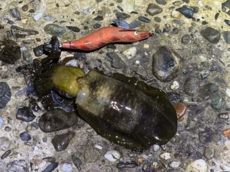 本場淡路島のただ巻きエギングに初緒戦！