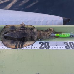 ミニボートティップラン