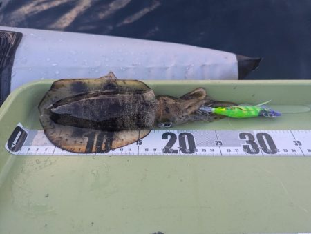 ミニボートティップラン