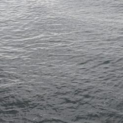 サゴシ群れてました