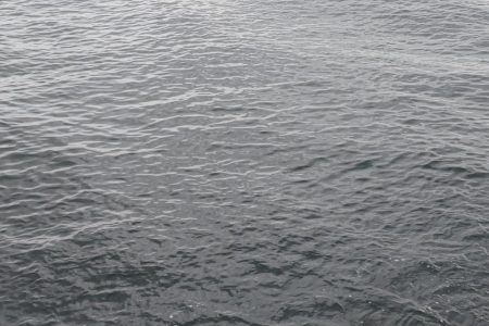 サゴシ群れてました