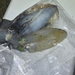 二見でナイトエギング｜渋いけどただ巻きでゲット♪