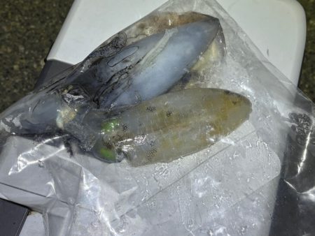 二見でナイトエギング｜渋いけどただ巻きでゲット♪