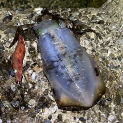 本場淡路島のただ巻きエギングに初緒戦！