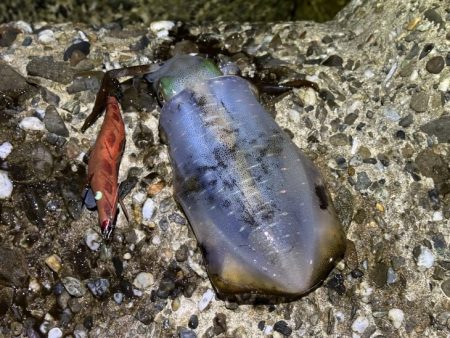 本場淡路島のただ巻きエギングに初緒戦！