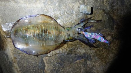 エギング、アジング