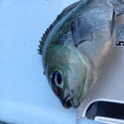 深夜と、朝と。フカセなど