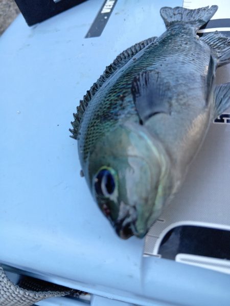 深夜と、朝と。フカセなど